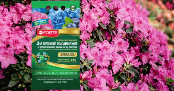 Чем подкармливать рододендроны весной и летом для пышного цветения