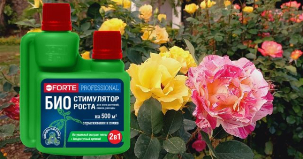 Как оживить розы после сложной зимы — восстановительные работы