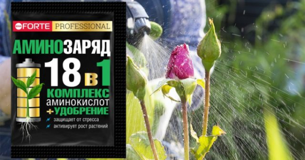 Как оживить розы после сложной зимы — восстановительные работы
