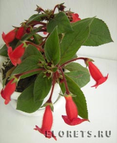Колерия